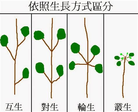 葉子在莖或枝條上的生長位置 稱作什麼 蘭花放室內